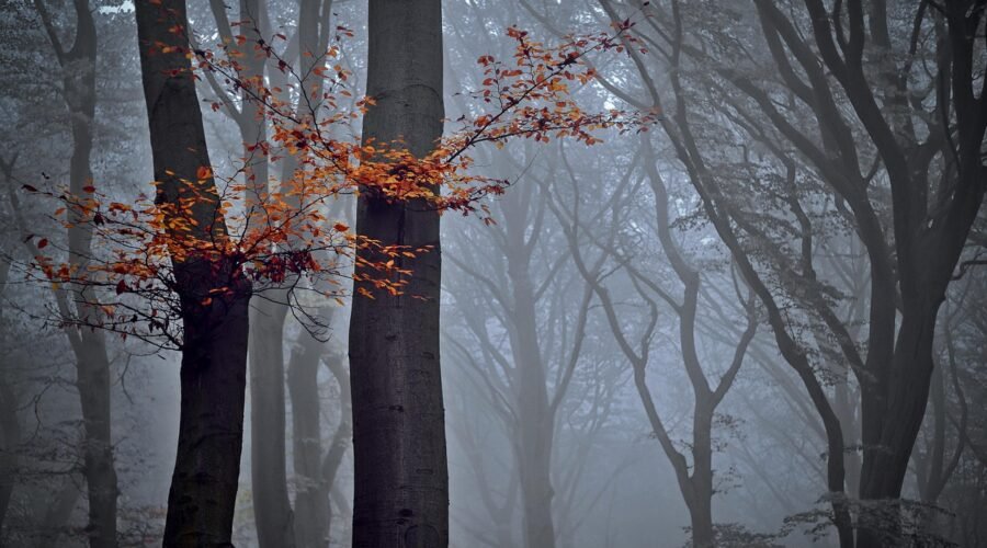 A forest pic, piçada