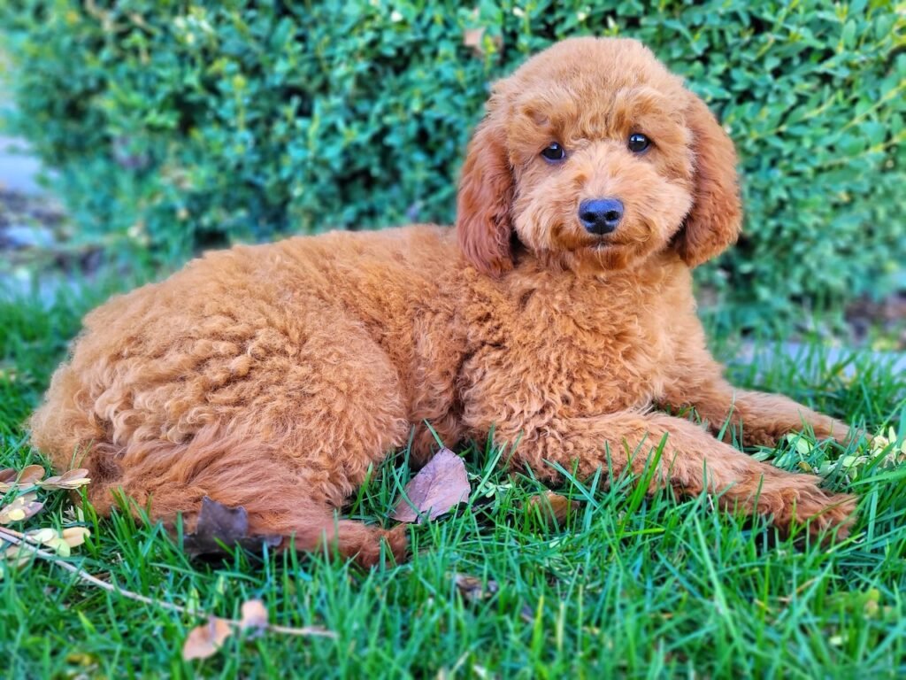 cockapoo